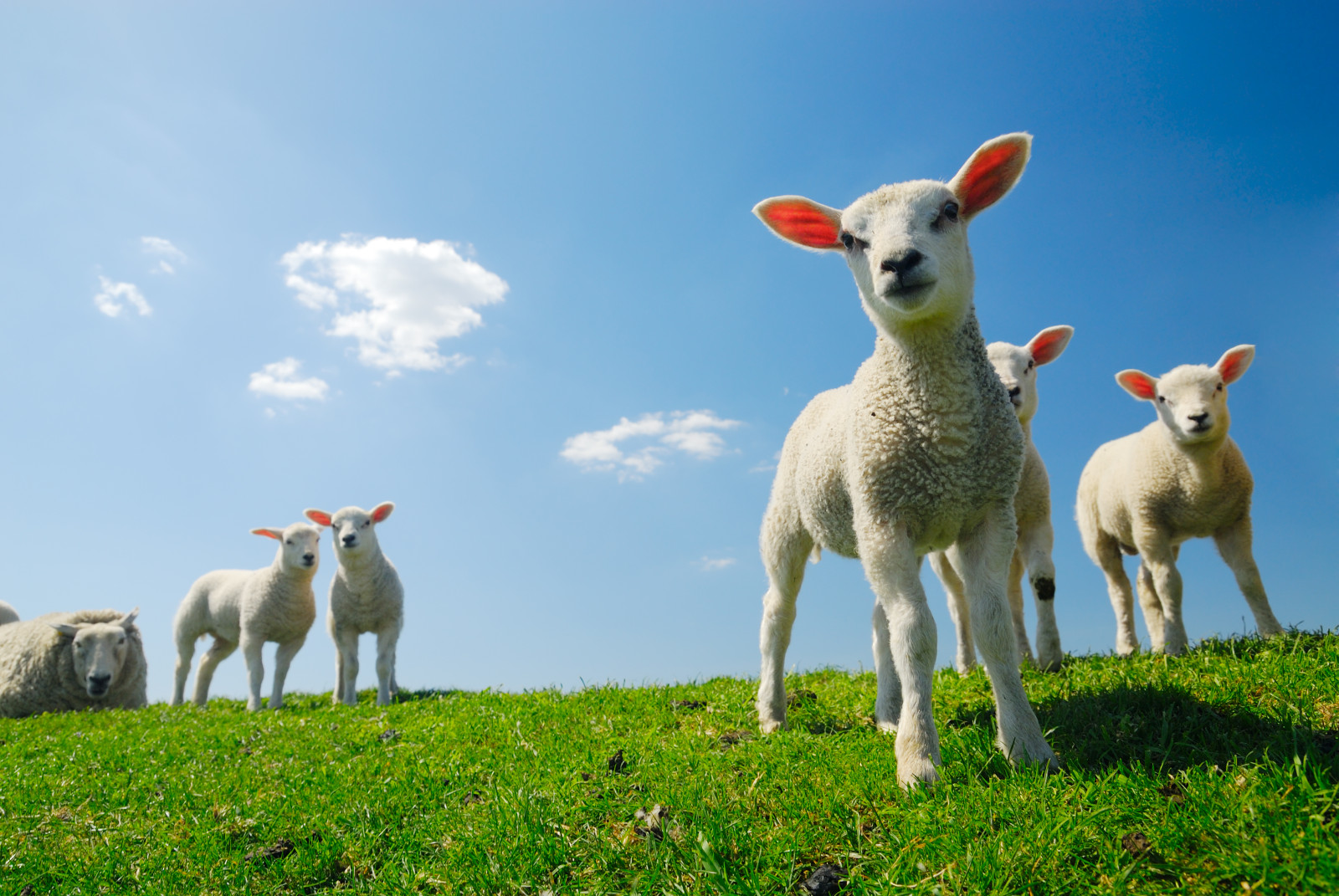Met Irridelta de lente in...